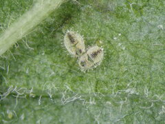 Siphoninus phillyreae