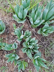 Aloe brevifolia