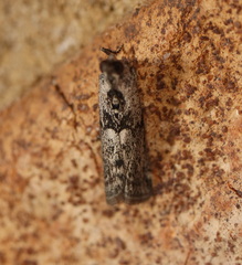 Sciota melanostyla