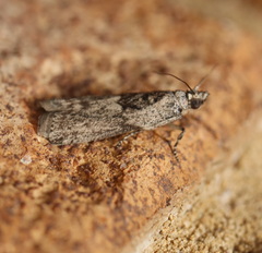 Sciota melanostyla