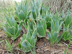 Aloe brevifolia