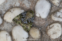Blenina malachitis
