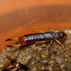 Labidura riparia