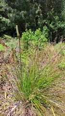 Xanthorrhoea macronema