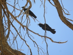 Corvus capensis