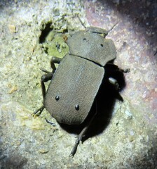 Anomalipus decosteri