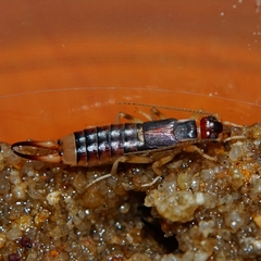 Labidura riparia