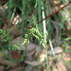Cheilanthes sieberi