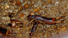 Labidura riparia