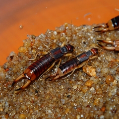 Labidura riparia