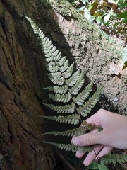 Athyrium arisanense