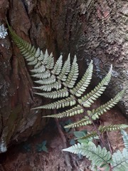 Athyrium arisanense