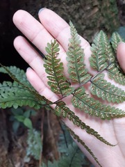Athyrium arisanense