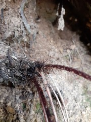 Athyrium arisanense