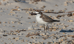 Charadrius ruficapillus