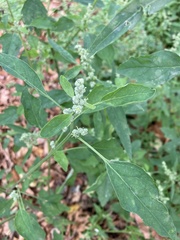 Chenopodium suecicum