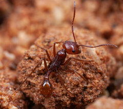 Ocymyrmex dekerus