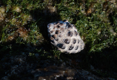 Tenguella marginalba
