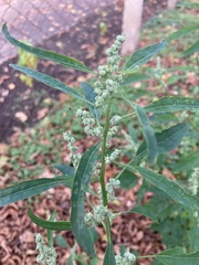 Chenopodium suecicum
