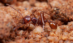 Ocymyrmex dekerus