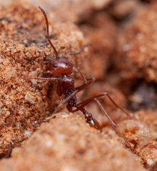 Ocymyrmex dekerus