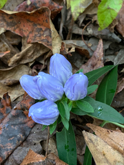 Gentiana saponaria