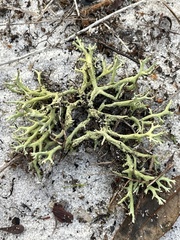 Cladonia leporina