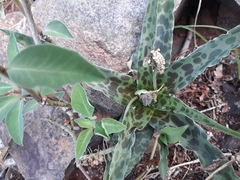 Ledebouria cremnophila