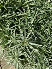 Cyperus albostriatus