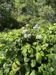 Hydrangea macrophylla