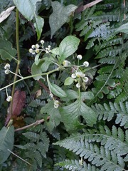 Dichrocephala integrifolia
