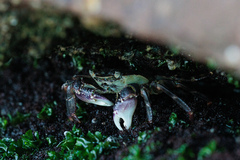 Leptograpsus variegatus
