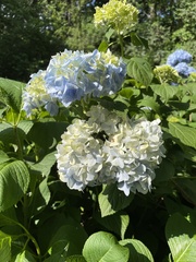 Hydrangea macrophylla