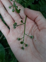 Dichrocephala integrifolia