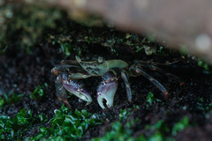 Leptograpsus variegatus