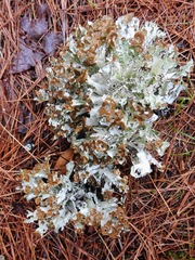 Platismatia tuckermanii