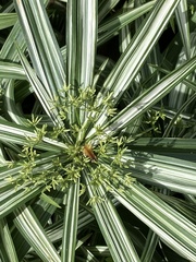Cyperus albostriatus