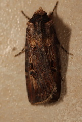 Agrotis munda