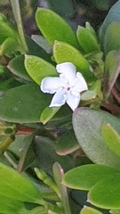 Alyxia buxifolia