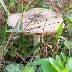 Volvopluteus gloiocephalus