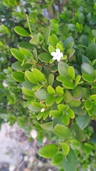 Alyxia buxifolia