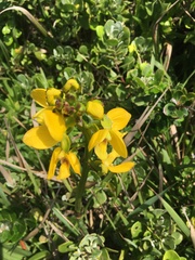 Eulophia speciosa