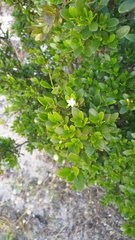 Alyxia buxifolia