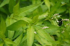 Exochomus laeviusculus