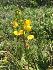 Eulophia speciosa