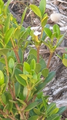 Alyxia buxifolia