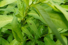 Exochomus laeviusculus