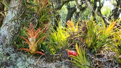 Aechmea recurvata