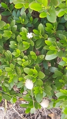 Alyxia buxifolia