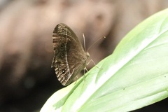 Mycalesis perseus